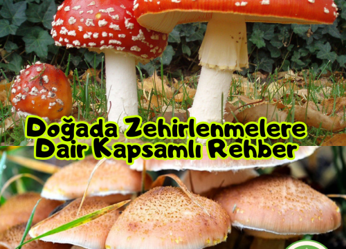 Doğada Zehirlenmelere Dair Kapsamlı Rehber