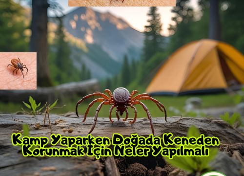 Kamp Yaparken Doğada Keneden Korunmak İçin Neler Yapılmalı