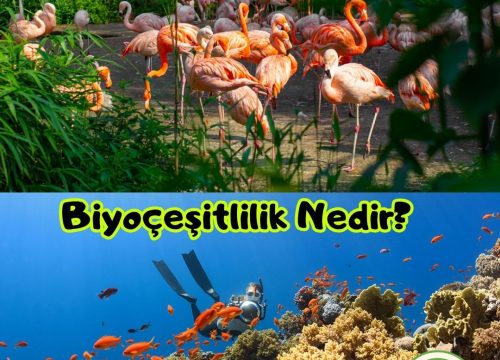 Biyoçeşitlilik Nedir ve Biyoçeşitlilik Neden Korunmalıdır?