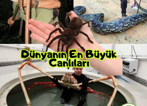 Dünyanın En Büyük Canlıları