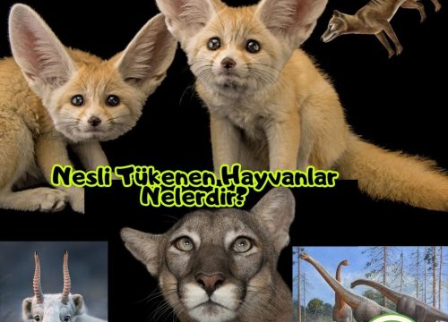 Nesli Tükenen Hayvanlar Nelerdir?