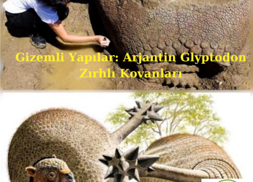 Gizemli Yapılar: Arjantin Glyptodon Zırhlı Kovanları