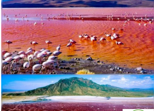 Flamingoların Ölümcül Cenneti Tanzanya Natron Gölü