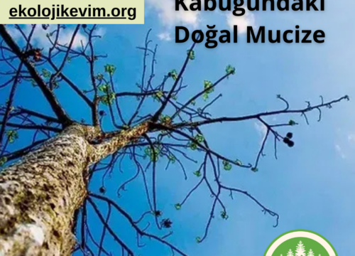 Ağaç Kabuğundaki Doğal Mucize