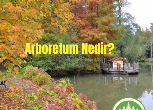 Arboretum Nedir?