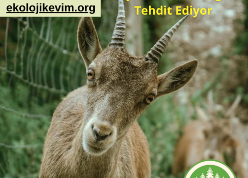 Av İhaleleri Yaban Keçilerinin Geleceğini Tehdit Ediyor