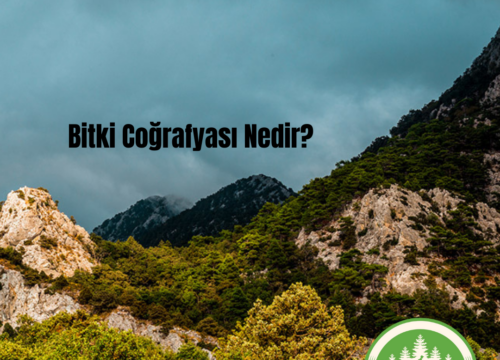 Bitki Coğrafyası Nedir?
