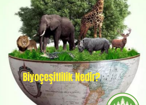 Biyoçeşitlilik Nedir?