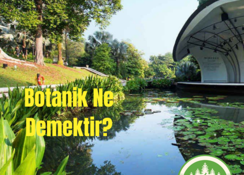 Botanik Ne Demektir?
