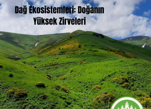 Dağ Ekosistemleri Nedir?