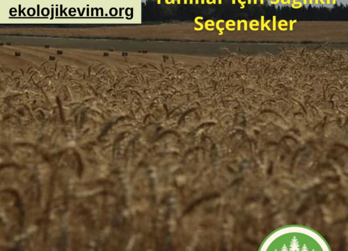 Düşük Karbonhidratlı Tahıllar İçin Sağlıklı Seçenekler