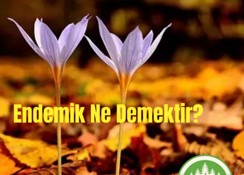 Endemik Ne Demektir?