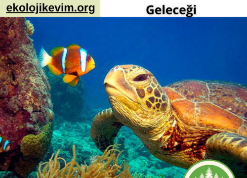 İklim Krizi ve Büyük Set Resifi