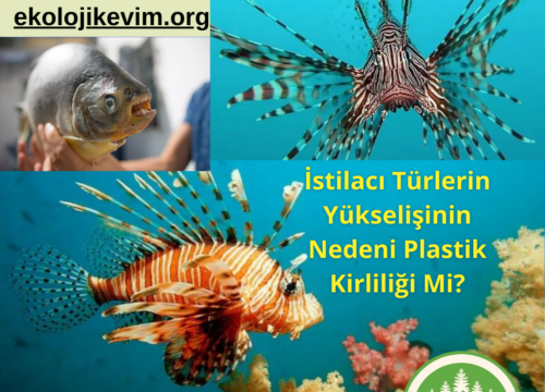İstilacı Türlerin Yükselişinin Nedeni Plastik Kirliliği Mi?