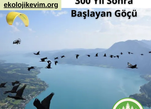 Kel İbis Kuşlarının 300 Yıl Sonra Başlayan Göçü