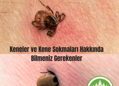 Keneler ve Kene Sokmaları Hakkında Bilmeniz Gerekenler