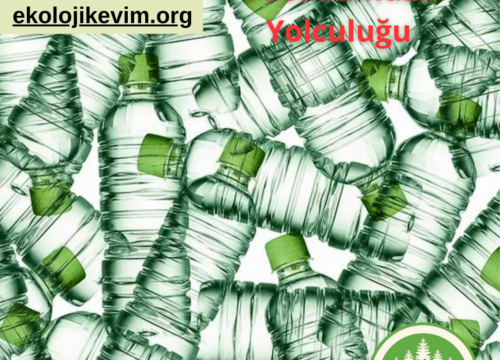 Mikroplastiklerin Vücudumuza Yolculuğu