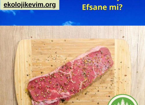 Mutfaklarda Dışkı Bakterisi Efsanesi Gerçek mi?