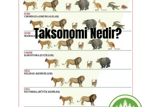 Taksonomi Nedir?
