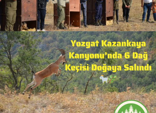 Yozgat Kazankaya Kanyonu’nda 6 Dağ Keçisi Doğaya Salındı 🐐🌿
