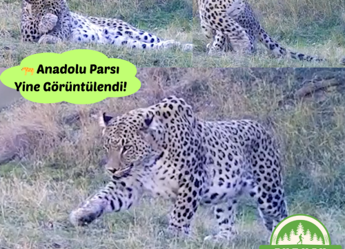 Anadolu Parsı Yine Görüntülendi!