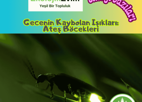 Gecenin Kaybolan Işıkları: Ateş Böcekleri Neden Yok Oluyor ve Onları Nasıl Kurtarabiliriz?
