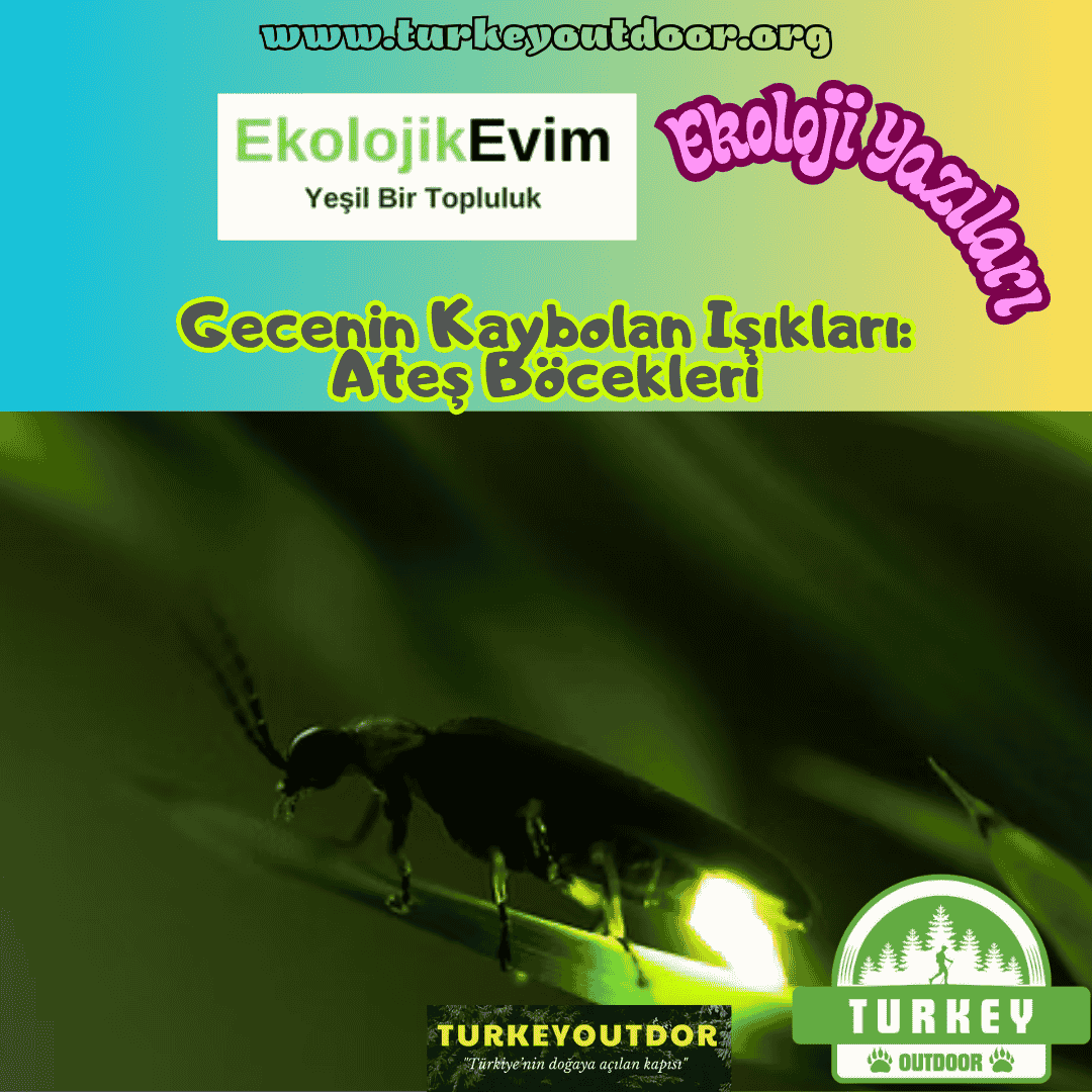 Ateş Böcekleri
