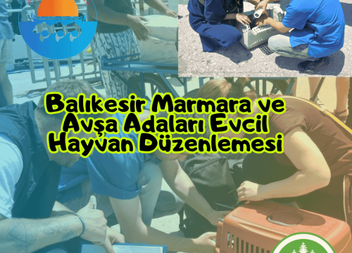 Balıkesir Marmara ve Avşa Adaları Evcil Hayvan Düzenlemesi