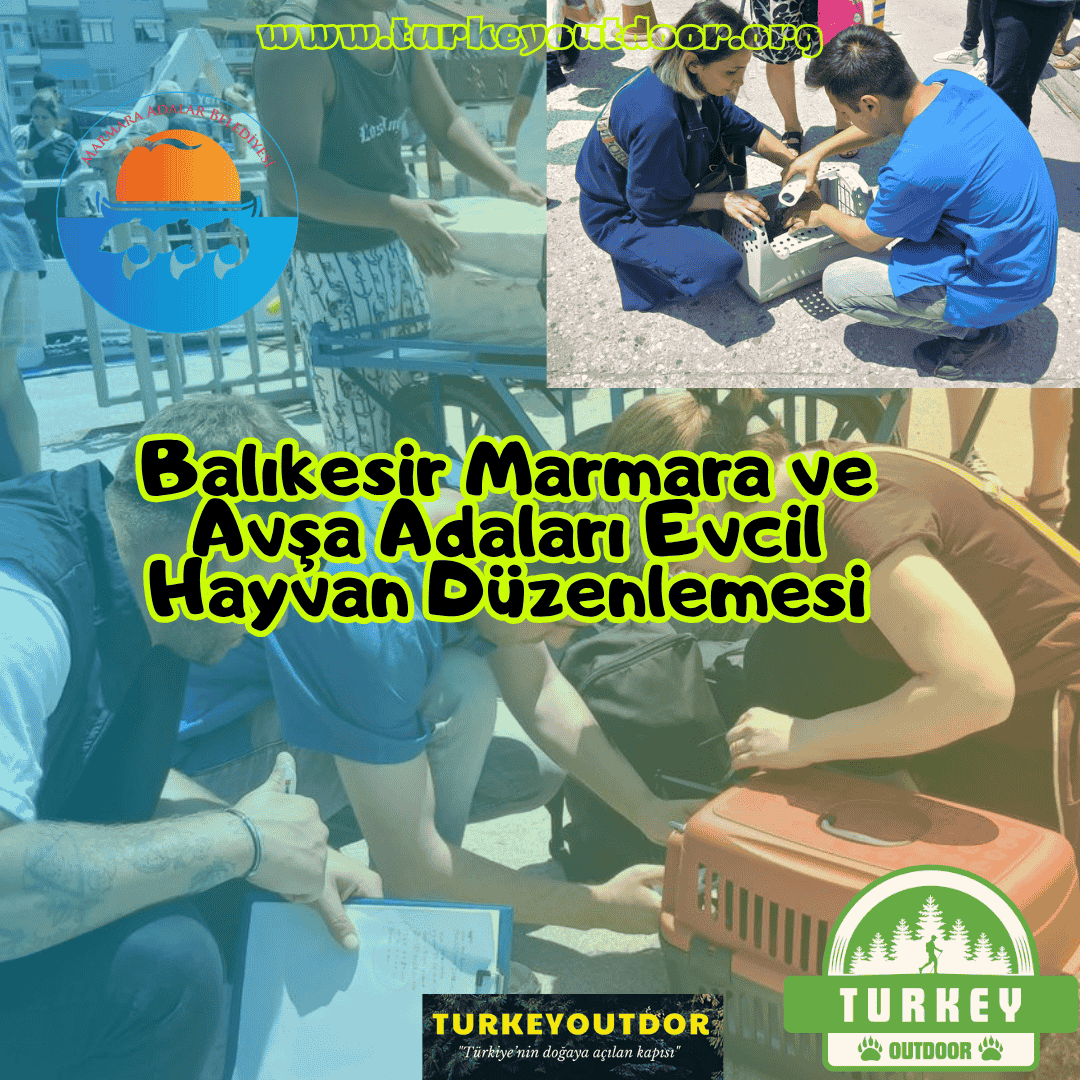 Balıkesir Marmara ve Avşa Adaları Evcil Hayvan Düzenlemesi