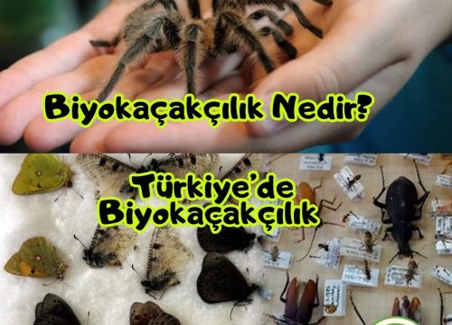 Biyokaçakçılık Nedir? Türkiye’de Biyokaçakçılık