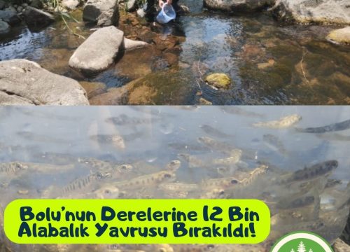 Bolu’nun Derelerine 12 Bin Alabalık Yavrusu Bırakıldı!