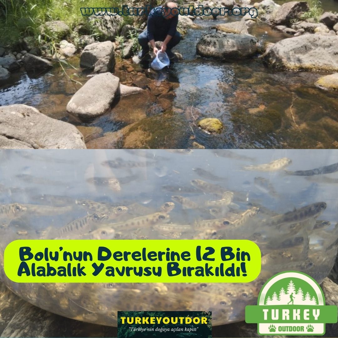 Bolu Derelerine Alabalık Yavrusu Bırakıldı!
