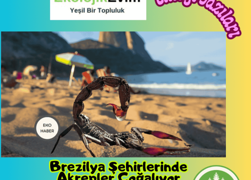 Brezilya Şehirlerinde Akrepler Çoğalıyor