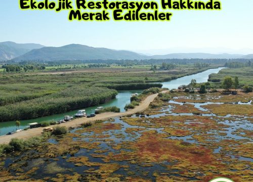Ekolojik Restorasyon Hakkında Merak Edilenler