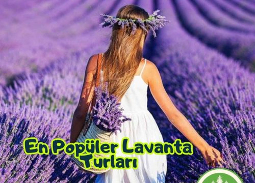 En Popüler Lavanta Turları