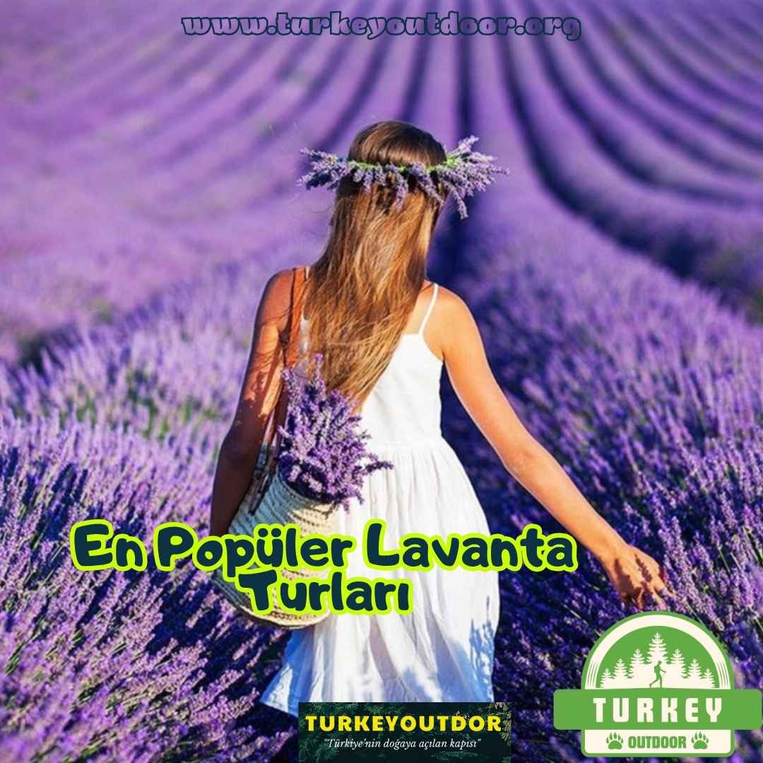 En Popüler Lavanta Turları