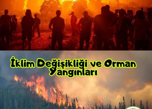 İklim Değişikliği ve Orman Yangınları