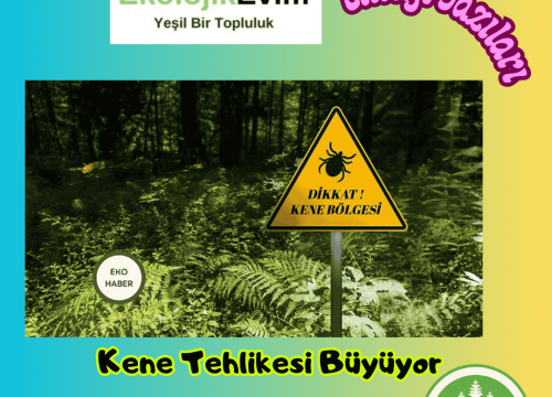 Kene Tehlikesi Büyüyor