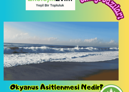 Okyanus Asitlenmesi Nedir?