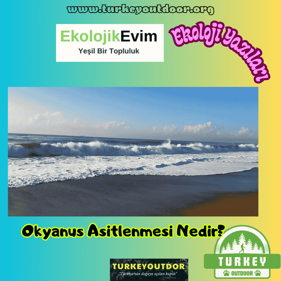 Okyanus Asitlenmesi Nedir