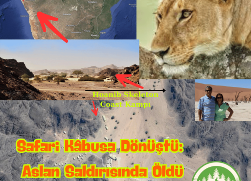 Safari Kâbusa Dönüştü: Aslan Saldırısında Öldü