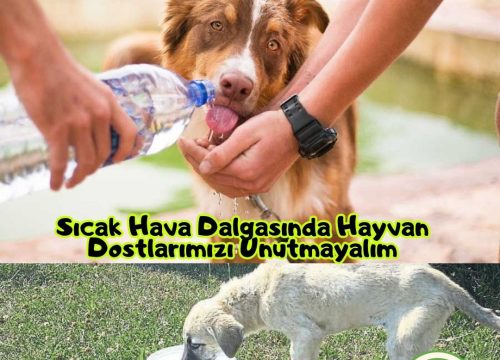 Sıcak Hava Dalgasında Hayvan Dostlarımızı Unutmayalım