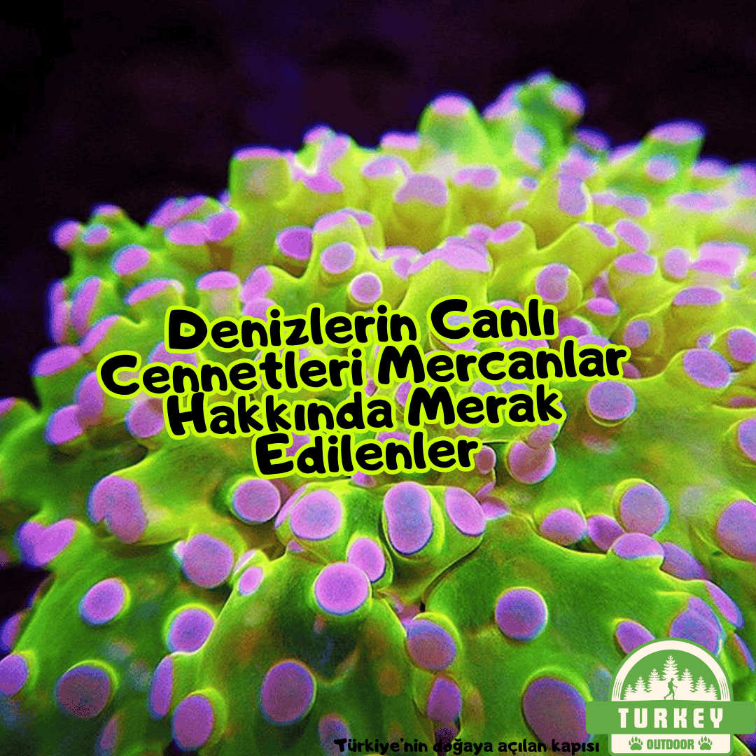 Denizlerin Canlı Cennetleri Mercanlar