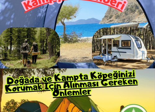 Doğada ve Kampta Köpeğinizi Korumak İçin Alınması Gereken Önlemler