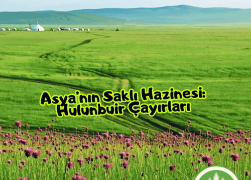 Asya’nın Saklı Hazinesi: Hulunbuir Çayırları