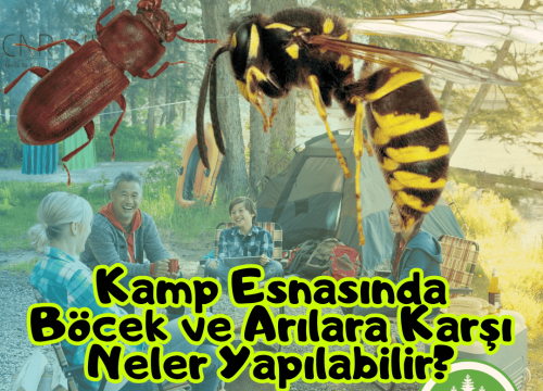 Kamp Esnasında Böcek ve Arılara Karşı Neler Yapılabilir?