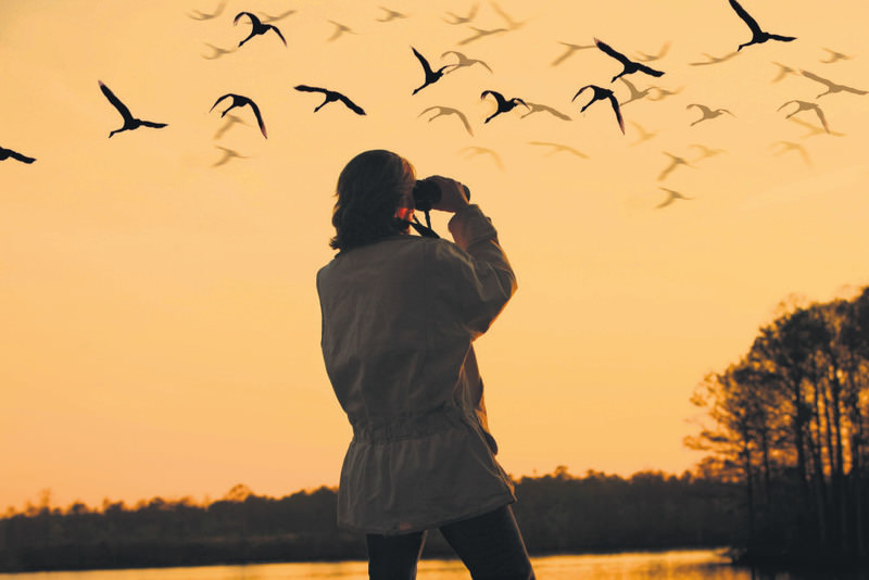 national parks bird watching ile ilgili görsel sonucu