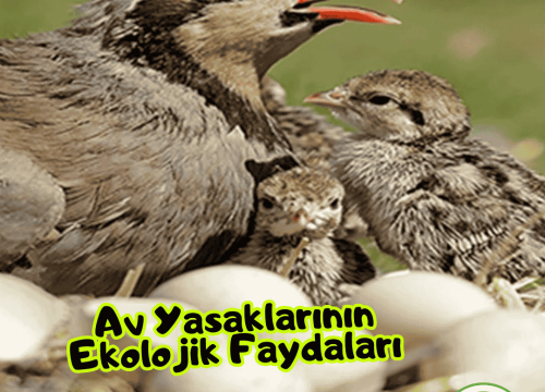 Av Yasaklarının Ekolojik Faydaları