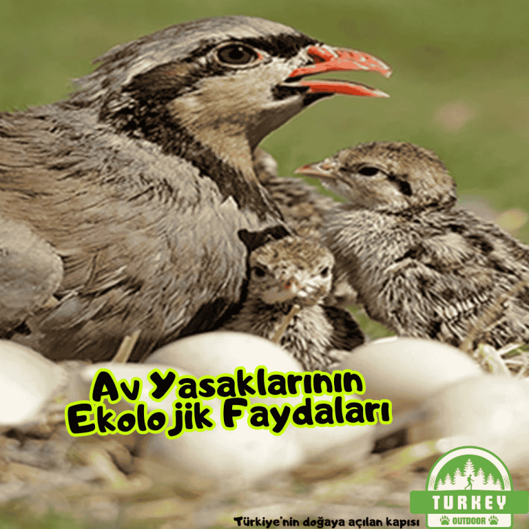 Av Yasaklarının Ekolojik Faydaları