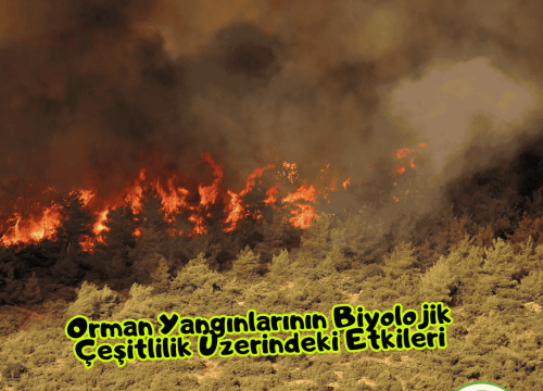 Orman Yangınlarının Biyolojik Çeşitlilik Üzerindeki Etkileri